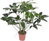 NatureNest - Plante à trous - Philodendron Green Wonder - 1 pièce - 120 cm