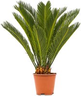 WL Plants - Cycas Revoluta - Peace Palm - Sago Palm - Cycad - Plantes d'intérieur - Très facile d'entretien - ± 60cm de haut - 17cm de diamètre - En pot