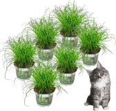 Premium Kattengras - 6 stuks - Hoogte: 25cm - Diervriendelijk - Cyperus - Plant - Kamerplant