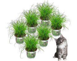 Cyperus - Kattengras - 6 stuks - Ø 12 cm - Hoogte: 25-30 cm - Plant - Kamerplant - Diervri