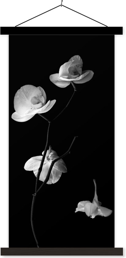 Porte-affiche avec affiche - Affiche scolaire - Orchidée - Fleurs - Zwart - Wit - Nature morte - 90x180 cm - Lattes noires