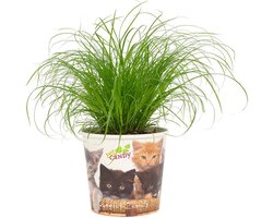 Plantenboetiek.nl | Cyperus Zumula - Beker Pet Candy Kat - Ø12cm - 23cm hoog - Kamerplant - Groenblijvend