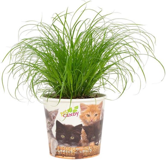 Plantenboetiek.nl | Cyperus Zumula - Tasse Pet Candy Cat - Ø 12cm - Hauteur 23cm