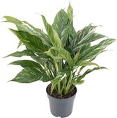 Plantenboetiek.nl | Diamond Variegata - Ø 14cm - Hoogte 55cm