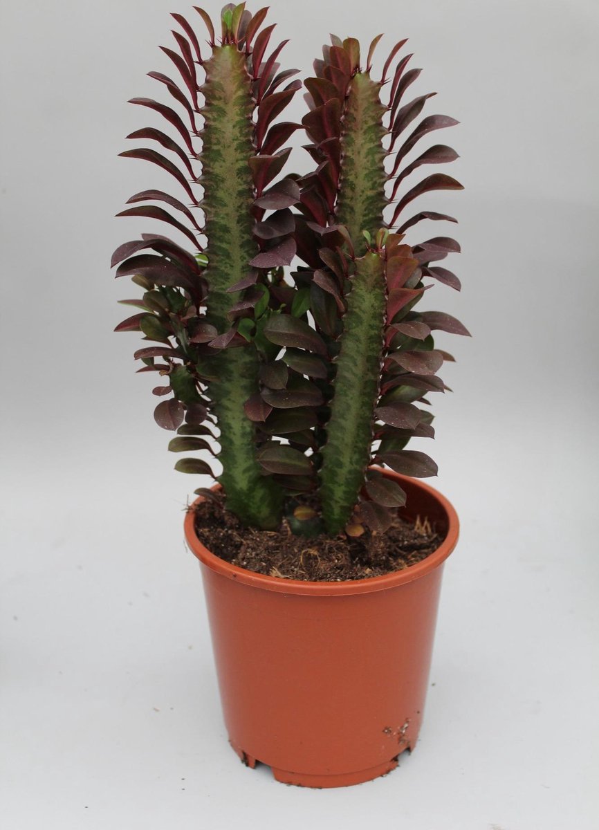 Euphorbia Rubra kopen