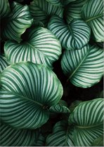 Allernieuwste.nl® Canvas Schilderij * Tropische Groene Bladeren * - Kunst aan je Muur - Kleur - 50 x 70 cm