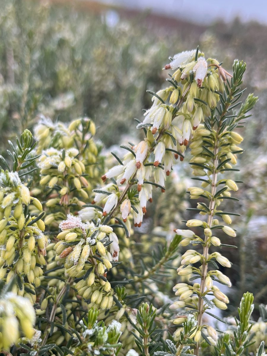 Heide Winter Wit 10 Stuks Erica carnea 'Snow Prince' P9.5 Plant Tuinplant