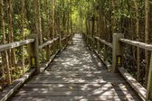 Fotobehang - Mangrove Forest 375x250cm - Vliesbehang