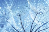 Fotobehang - Dandelion Water Drops 375x250cm - Vliesbehang