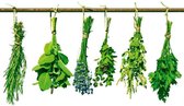 Fotobehang - Herbs 225x250cm - Vliesbehang