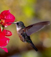Fotobehang - Hummingbird 225x250cm - Vliesbehang