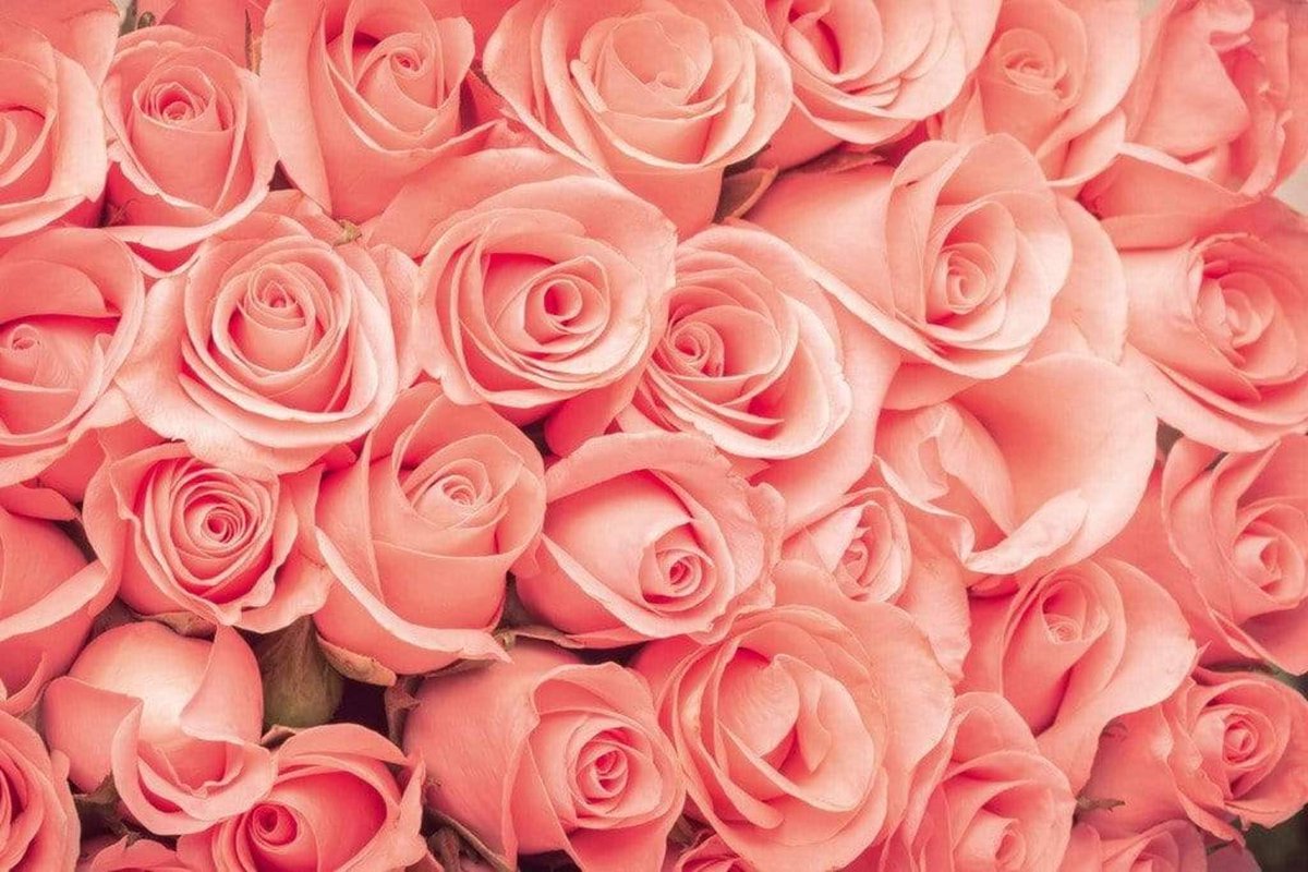 Fotobehang - Roses 375x250cm - Vliesbehang