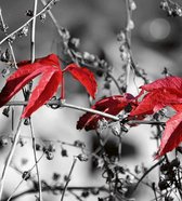 Fotobehang - Red Leaves on Black 225x250cm - Vliesbehang