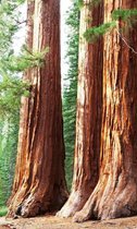 Fotobehang - Sequoia 150x250cm - Vliesbehang