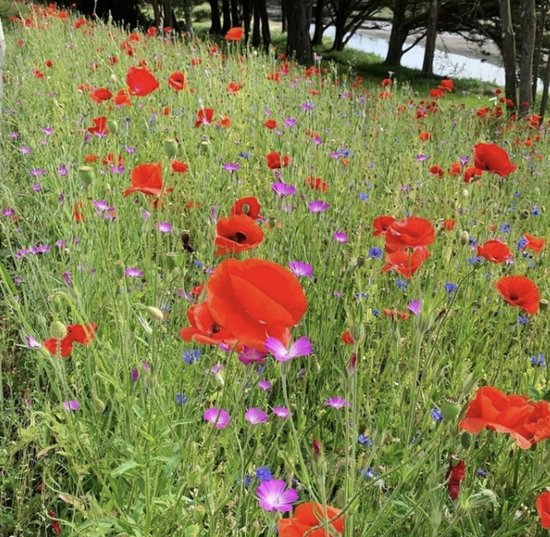 Veldbloemen zaad - Belgische Sofie meerjarig 100 gram - 50 m2 - korenbloem - klaproos - bolderik - margriet - echte kamille