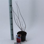 Acer palmatum 'Atropurpureum' C2 30-40 cm