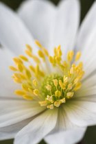 3 stuks | Anemone blanda 'White Splendour' P9