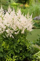 Astilbe (A) 'Snowdrift' C2 cm