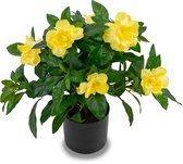 Greenmoods Kunstplanten - Kunstplant - Gardenia - Zijde - Geel - 39 cm