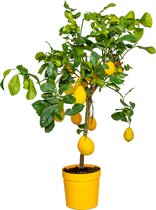 Citrus limon - Citroenboom - Fruitboom - Groenblijvend - ⌀21 cm - 70-80 cm