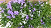 Campanula klokjesbloem toeter bloem 10 stuks in tray kleur mix