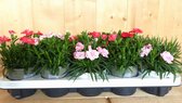 Tuinanjers 10 stuks in tray mix kleuren