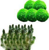 vdvelde.com - Hoornblad 2 L + 5 Mosbal - Zuurstofplanten - Volgroeide hoogte: 80 cm - Plaatsing: los in het water