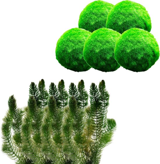 vdvelde.com - Losse Zuurstofplanten Set - S - 100 – 400 L - Zuurstofplant voor 100 – 400 L - Volgroeide hoogte: 80 cm - Plaatsing: los in het water