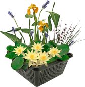 vdvelde.com - Mini vijverset - Geel - Combi set - 4 planten - Plaatsing: -10 tot -20 cm