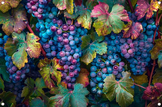 Druiven tuinposter - Fruit poster - Tuinposter Bladeren - Buiten - Tuin accessoires - Tuindecoratie wanddecoratie tuinposter 60x40 cm