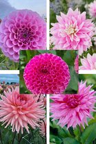 Bulbs by Brenda - Pastel Pink Dahlia Collectie - 5 stuks - dahlia knollen