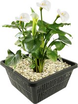 vdvelde.com - Arum Witte - 4 pièces - Zantedeschia Aethiopica - Plante des marais - Hauteur à maturité : 80 cm - Placement : -1 à -10 cm