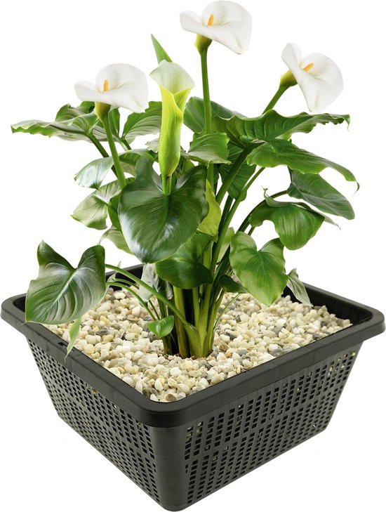vdvelde.com - Witte Aronskelk - 4 stuks - 1 Vijvermand - Zantedeschia Aethiopica - Moerasplant - Volgroeide hoogte: 80 cm - Plaatsing: -1 tot -10 cm