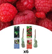 NatureNest - Rubus mix - Framboos x3 & Braam x3 - 6 stuks - 30-38 cm