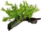 Aquafleur Hout met Microsorum Windelov | Javavaren | Extra Small Waterplant