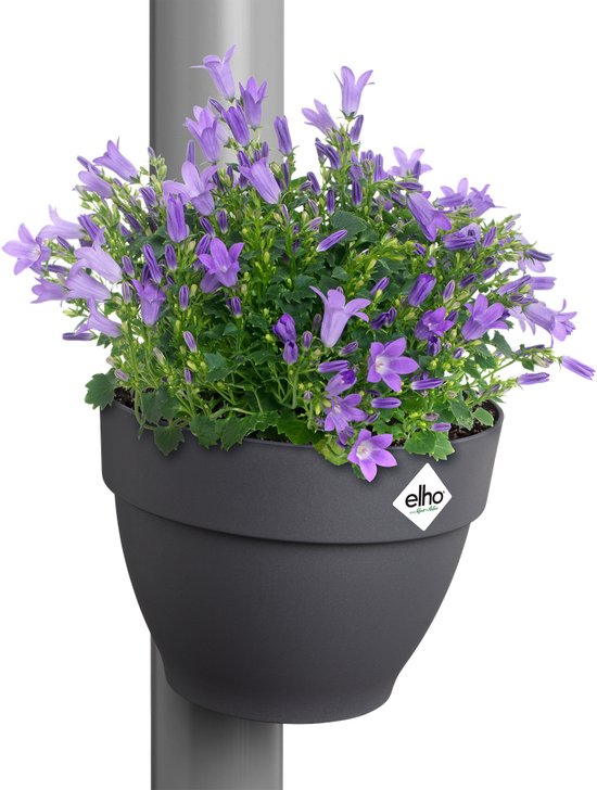 Donkergrijs regenpijpbakje gevuld met paarse bloemen.