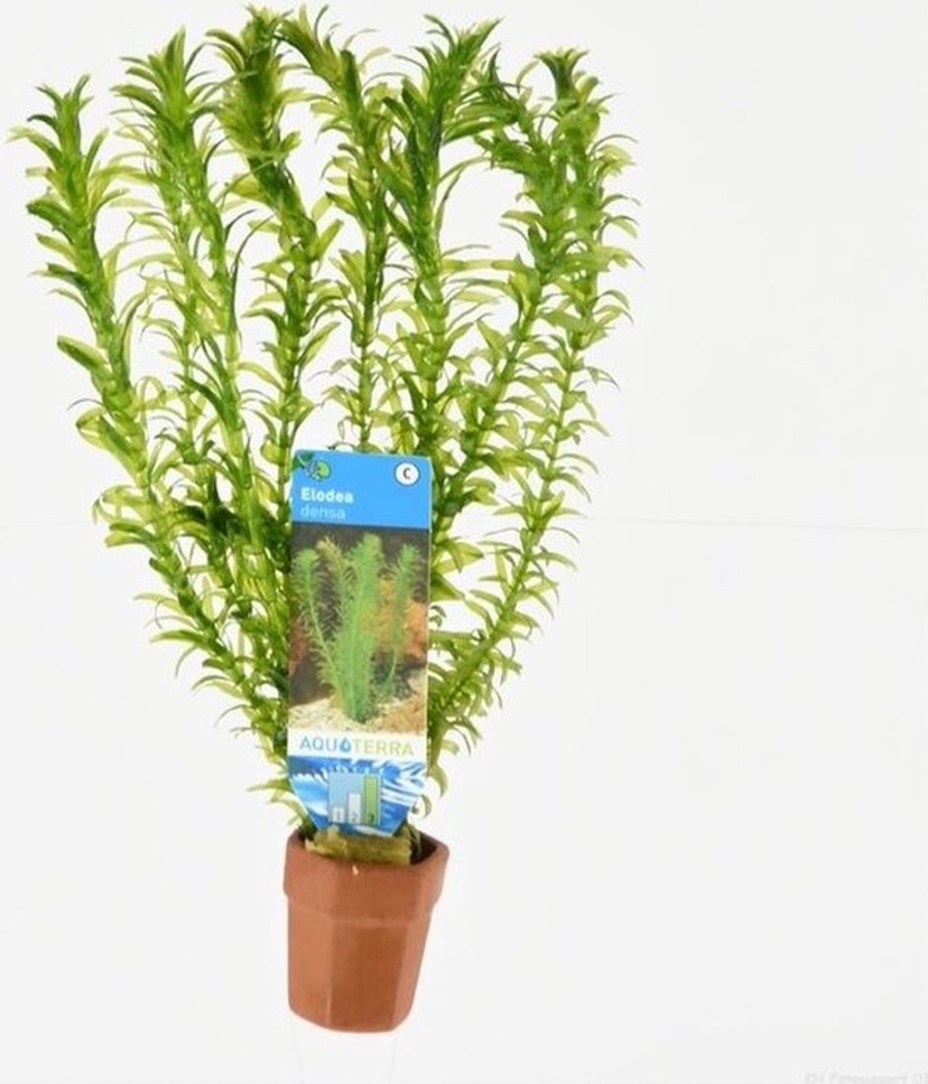 Aquafleur Elodea Densa | Waterpest | in Terracotta Ring
