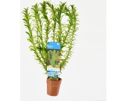 Aquafleur Elodea Densa | Waterpest | in Terracotta Ring