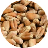 Microgreens Holland Seeds / Tarwegras / Wheatjuice / Superfood / Tarwegras zaden 1kg