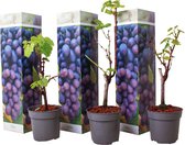 Plant in a Box - Druivenplanten - Set van 3 - Vitis Vinifera - Blauwe Druif - Winterhard - Pot 9cm - Hoogte 25-40cm