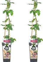 Bloomique - 2x Rubus Fruticosus 'Thornfree' - Bramenstruik - Fruitplanten - Tuinplanten - Winterhard - ⌀14 cm - Hoogte 60-70cm