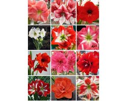 Amaryllis Mystery Mix 5 stuks - Hippeastrum - amaryllis bloembol