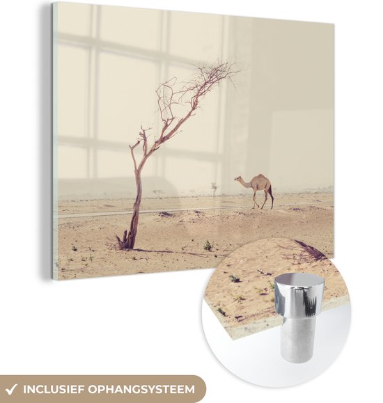 Glasschilderij - Kameel wandelt over woestijnweg in Dubai - Acrylaat Schilderijen - Foto op Glas