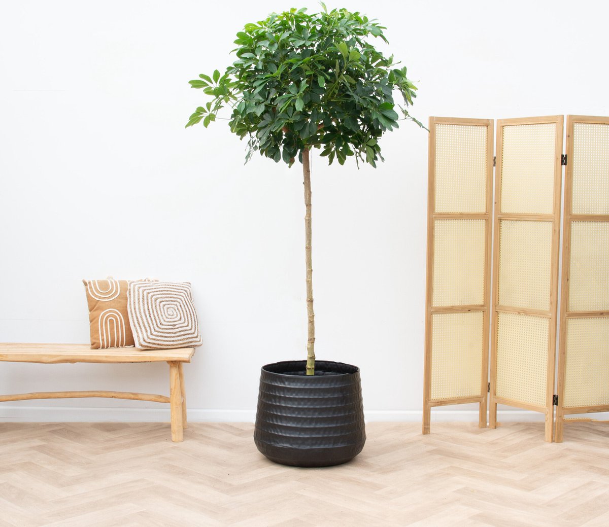 Schefflera Nora op stam - 210cm