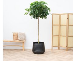 Schefflera Nora op stam - 210cm