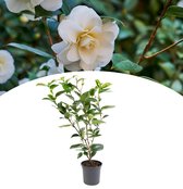 NatureNest - Camellia Struik XL 'Japanse Roos' - 1 Stuk - cm