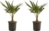 2x Trachycarpus Fortunei - Chinese Waaierpalm - Palm - Winterhard - ⌀19 cm - 50-60 cm