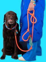DWAM Dog with a Mission Hondenriem – Riem voor honden – Oranje – Polyester/Leer – L – 220 x 1.4 cm – Extra Lange Carrot Cake