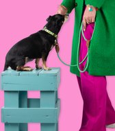 DWAM Dog with a Mission Hondenriem – Riem voor honden – Groen – Polyester/Leer – S – 155 x 1 cm – Apple