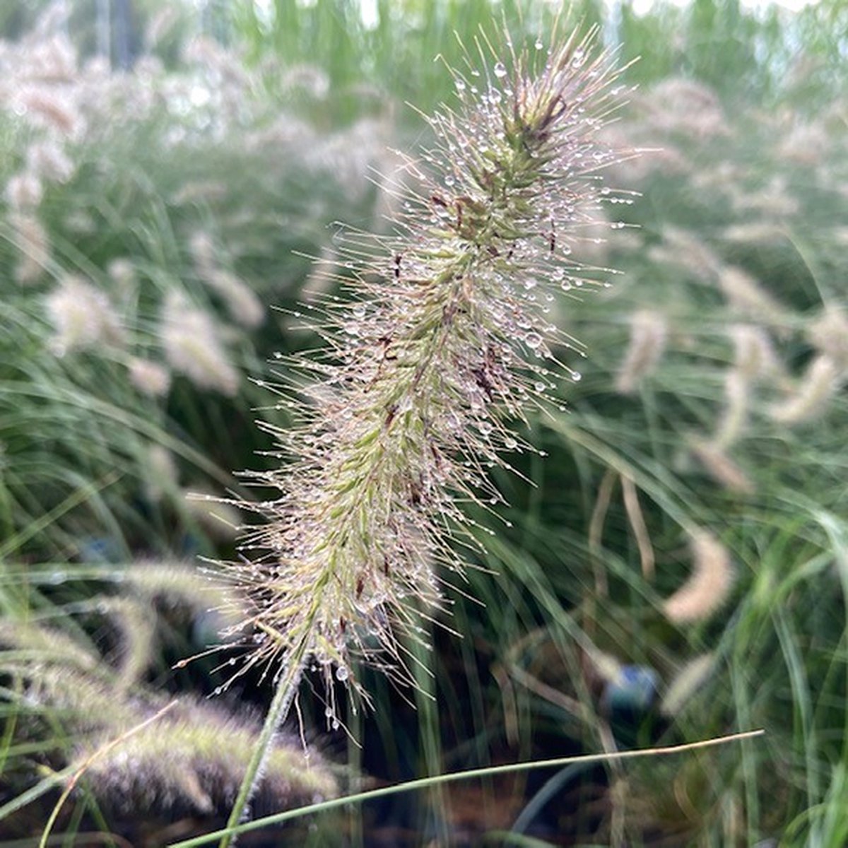 6 stuks Pennisetum ‘Hameln” (Lampenpoetsersgras), 2 liter pot 20-40cm (gesnoeid) - Lampenpoetser - Bamboe en Siergras